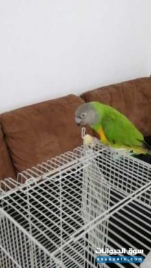 ببغاء سنغالي للبيع مدرب