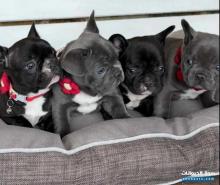 جراء البلدغ الفرنسي متوفرة