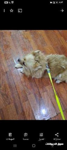 كلاب للبيع بومرينيان