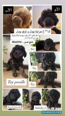 للبيع بودل و توي بودل نسل بيور وممتاز الاب وارد روسيا والام من محل بيت رويال الكويت
