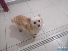 كلب للبيع واخد كل التطعيمات ومعه شهاده يجب اللعب نوعه pomeranian